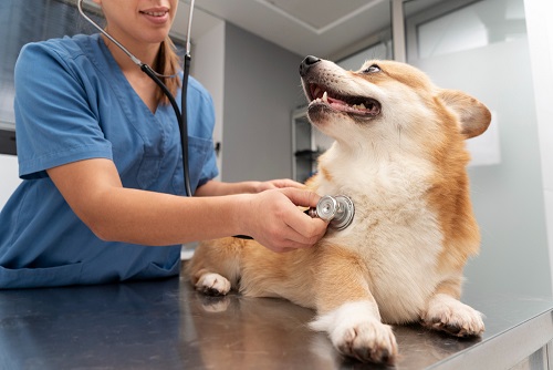 Veterinary Healthcare