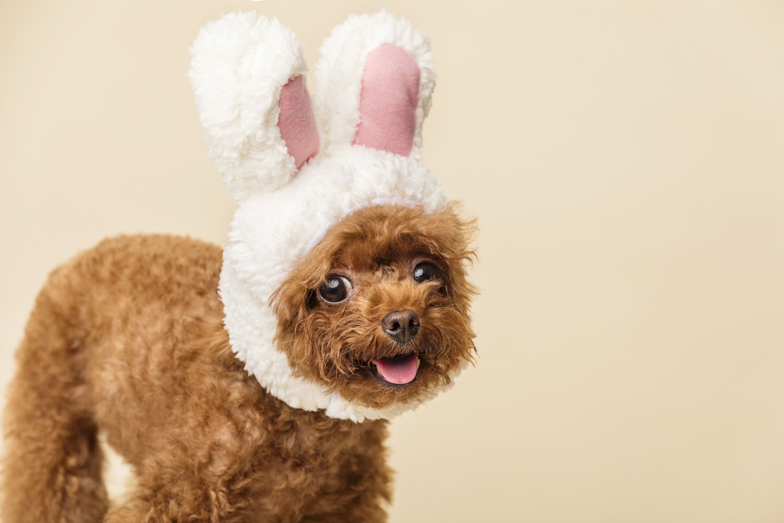 Pet Costumes Take the Spotlight: Meet Instagram’s Stylish Pet Icons